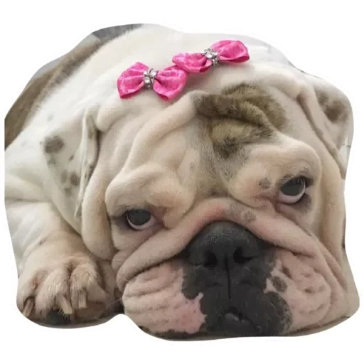 bulldog, cute pug, bulldog, english bulldog, english bulldog