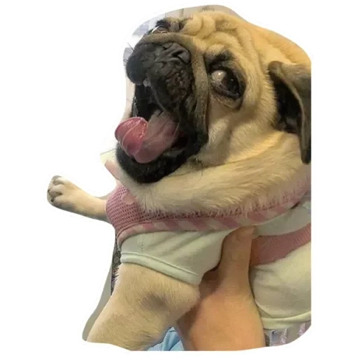 perros, perros, gigante pug, feliz pug, perros interesantes