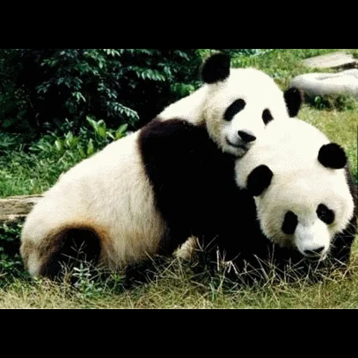 панды, большая панда, две панды, ленивая панда панда, панда панда