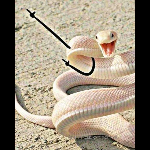змея, милая змея, розовая змея, смешная змея, забавная змея