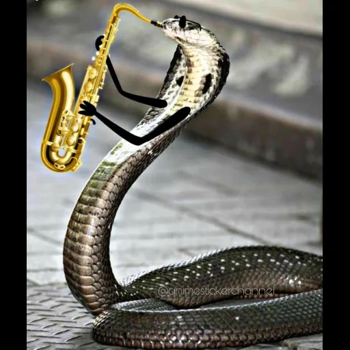 змея кобра, змея ручками, смешная змея, змейки ручками, змея кобра королевская