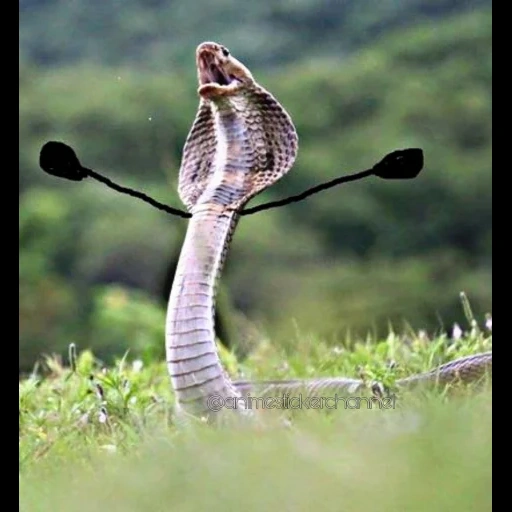 удав змея, кобра змея, memes funny, змея очковая кобра, змея королевская кобра