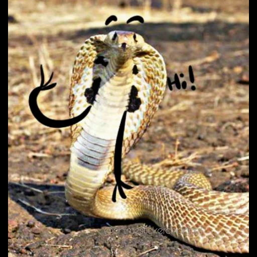 кобра, king cobra, змея кобра, королевская кобра, змея кобра королевская