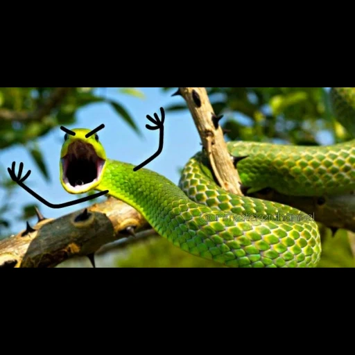 змея, зеленая змея, ядовитая змея мем, зелёная мамба змея, trimeresurus salazar змея