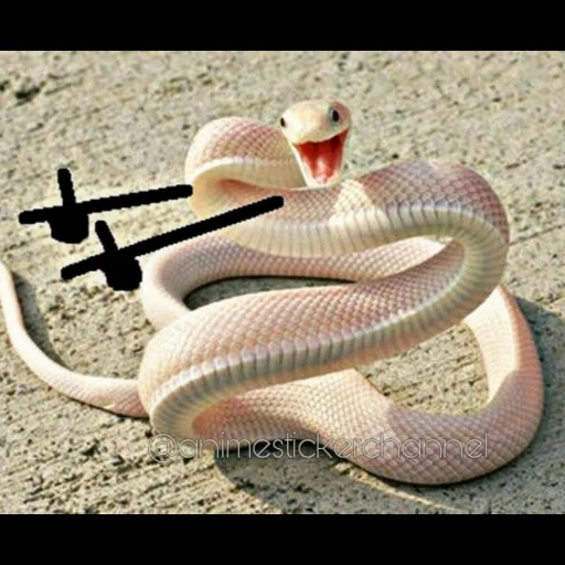 змея, змея змея, розовая змея, нуртас адамбай, белая змея мем