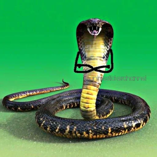 кобра, черная кобра змея, королевская кобра, змея кобра королевская, королевская кобра нагайна