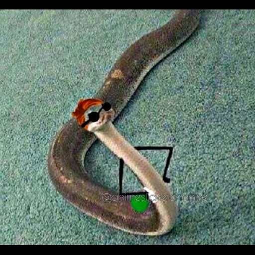 змея, змея прикол, змея руками, змеи ручками, домашняя змея