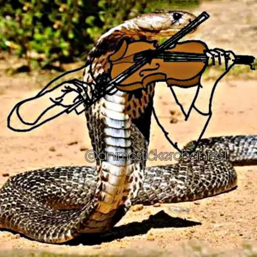 кобра змея, змея охотится, маленькая кобра, змея королевская кобра, самая опасная змея мире 2021