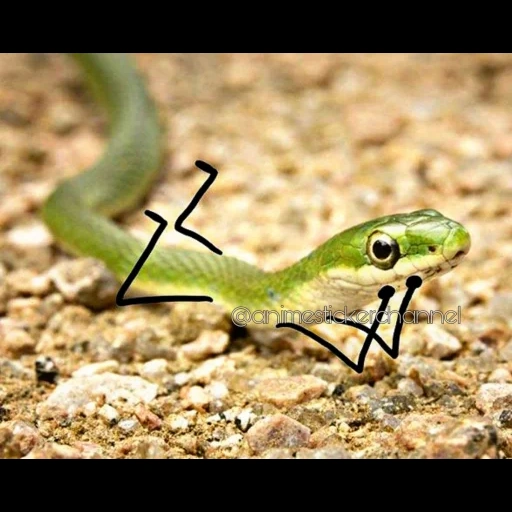 змея, зеленая змея, зеленый полоз, змея маленькая, зеленый полоз змея