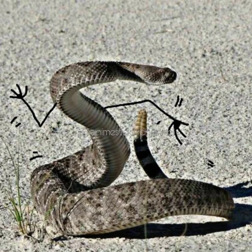 серая гадюка, гремучая змея, гремучник змея, техасский гремучник змея, кобра гремучая змея гадюка