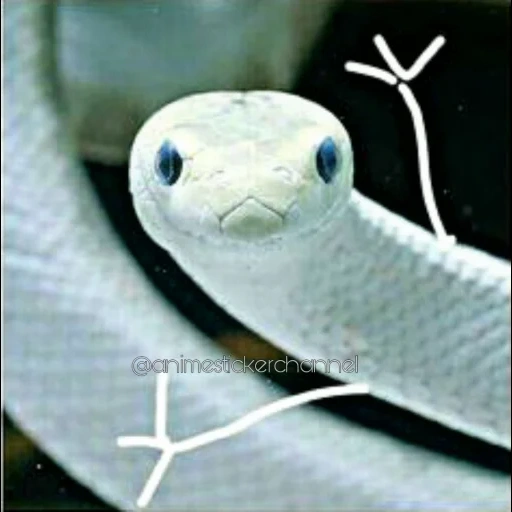 змеи белые, белая змейка, маленькая змея, змея техасский полоз, змея техасский полоз леуцист