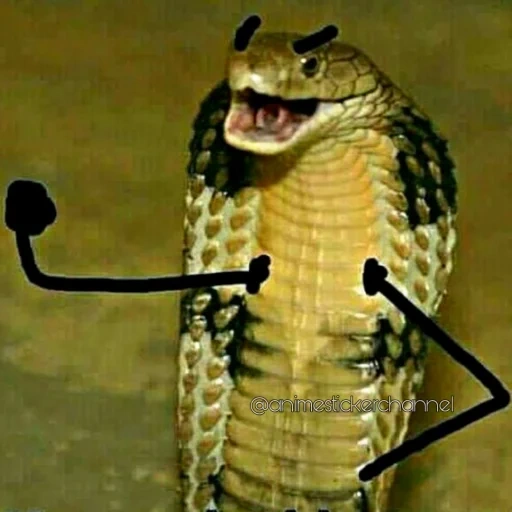 кобра, meme lucu, funny memes, змея королевская кобра, related keywords suggestions