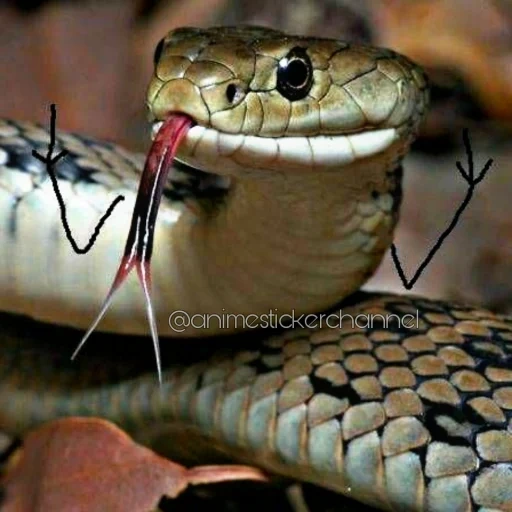 змея, ular, python, язык змеи, snake bite