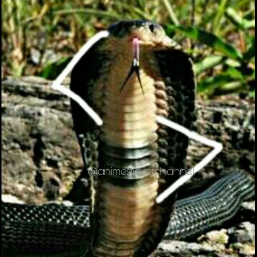 кобра, змея кобра, змея кобра королевская, мозамбикская плюющаяся кобра, королевская кобра против черной мамбы