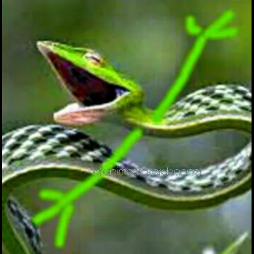 змея, кальниболота, первый человек, зелёная мамба змея, змея длиннорылая плетевидка