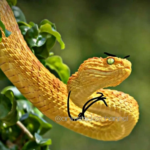 змея, бразилия, змея змея, змея желтая, змея atheris squamigera