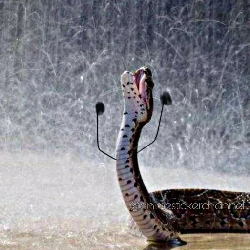 под дождем, змеиный дождь, змея под дождем, wild snake is this love, демотиваторы про дождь прикольные