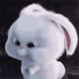 coniglietto, roller roller, coniglio carino, faccia di coniglio, coniglio palla di neve