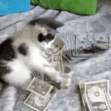 gato, gato, modelo de gato, dinero, gato genial