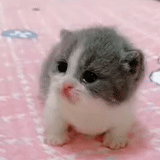 cat, cat, seal, cats are cute, a charming kitten
