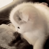 cat, cats, animals cats, cats, touching and lovely cat gif
