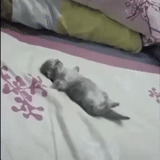 hewan lucu, anak kucing tidur, anak kucing lucu, mainan yang lelah sedang tidur, anak kucing yang menawan
