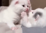 kitty kitty, cats, two cute cats are white, a charming kitten, white kitten is a good hand