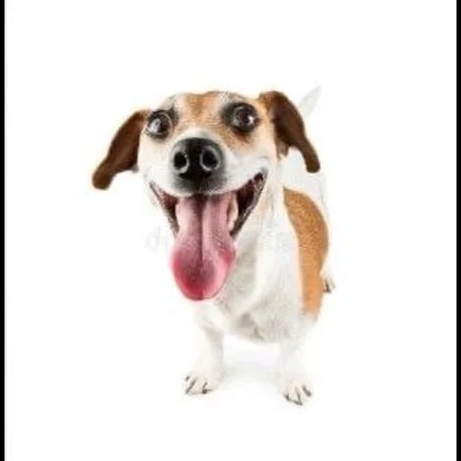 jack russell, russell terrier, cane sorridente, dog jack russell, dog jack russell terrier