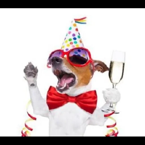 shedding, language language language language, wine-glass dog, happy birthday dog, jack russell dog