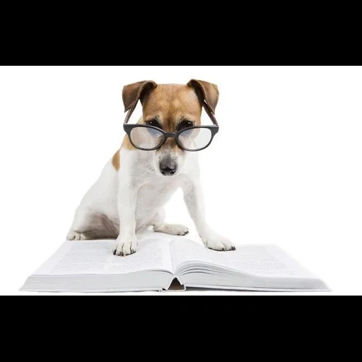 animali, studente di cane, cane con occhiali intorno all'occhio di una razza libri
