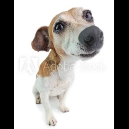 der hund ist weiß, der hund ist ein weißer hintergrund, welpe jack russell, welpe jack russell terrier, schöne reichweite die sich nicht sorgen machen kann fröhlich jack russell