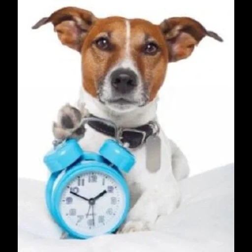 chien, jack russell, le chien pendant des heures, russell terrier, pig un cas d'argent jack russell