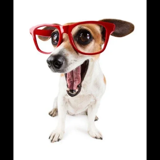 chien avec des lunettes, chien de lunettes rouges