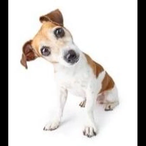 jack russell, terrier russell, anak anjing jack russell, anjing jack russell terrier, breed jack russell terrier