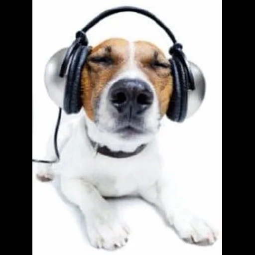 chien jack, téléphone yota 2, chien de casque, écouteurs de chien, jack russell terrier
