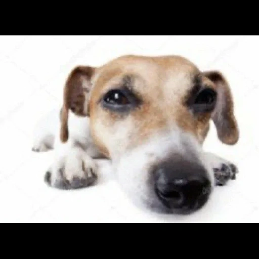 dog, puppy, dog nose, dog trumpet, dog jack russell meme