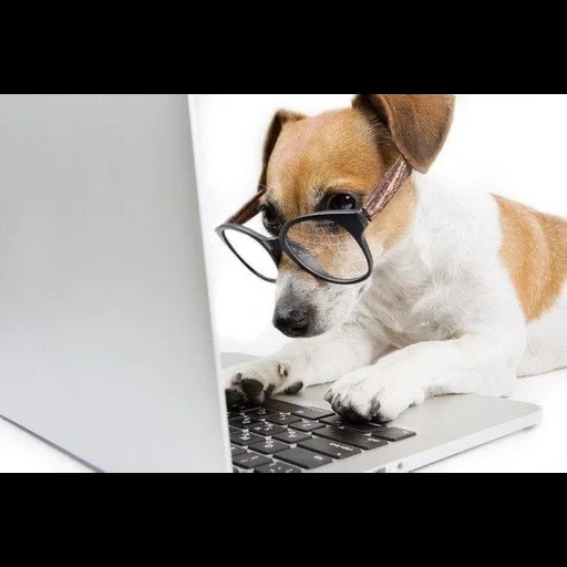 il cane è un laptop, il cane dietro il computer, cane al computer, cane intelligente con un computer