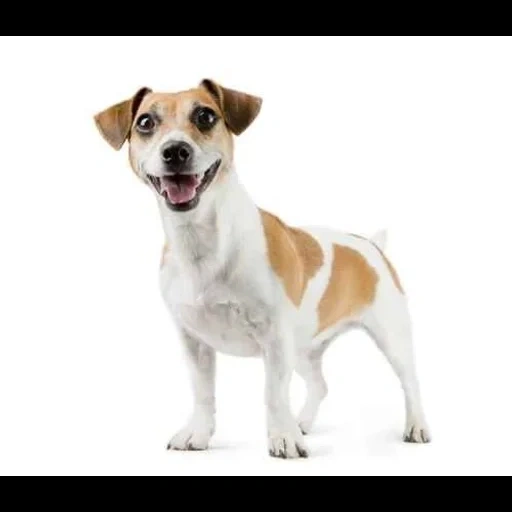 jack russell, la race jack russell, chien jack russell, chien jack russell terrier, race jack russell terrier