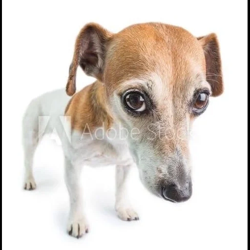 russell terrier, jack russell terrier, anjing jack russell, anjing russell terrier, jack russell terrier dog