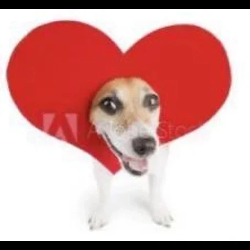 cane, cani, il cuore del cane, il cane è un cuore, san valentino del cane della serie