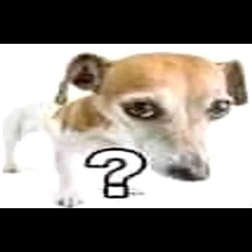 meme, anjing adalah binatang, hewan lucu, hewan peliharaan lucu, jack russell terrier dog