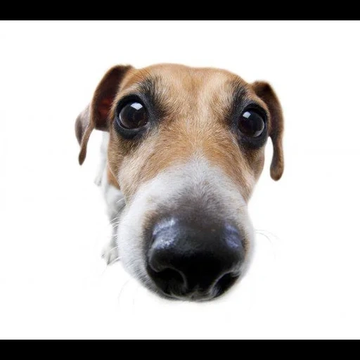 dog, dog nose, russell's terrier, dog, jack russell terrier