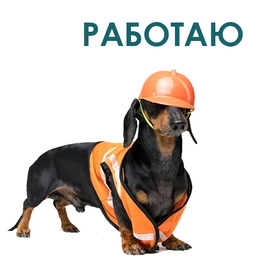 такса строитель, такса в каске, такса, собака строитель, собака в строительной каске