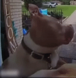собака, собачки, retarded dog, dog rings doorbell