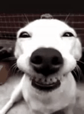 собачий нос, собака улыбака, улыбающийся пес, смеющаяся собака, улыбающаяся собака