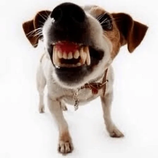 angry dog, rabid dog, the dog is rabies, dog jack russell, jack russell terrier dog