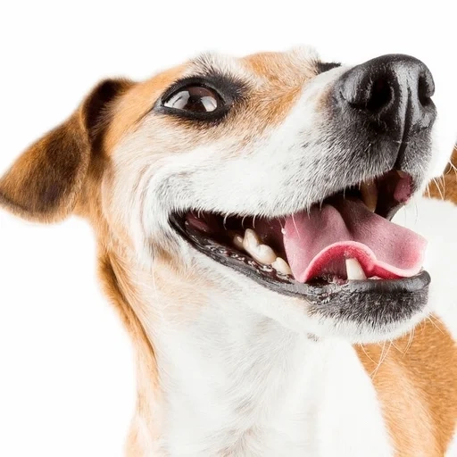 merry dog, happy dog, dog jack russell, dog jack russell terrier, the dog licks a white background