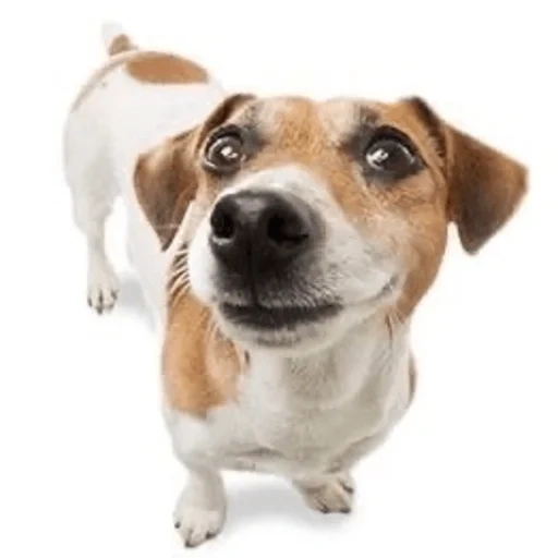 jack russell, russell terrier, jack russell welpen, jack russell terrier welpen, jack-russell terrier-kaiga