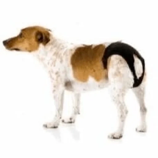 lâches de chiens, le chien est un messager, couches de chien, gaskets de chien savic doggli panty din small 9.5x3x12.5 cm