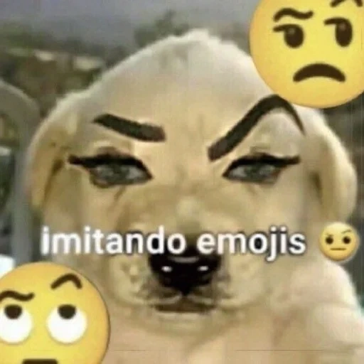 asian, dog, dog, doge meme, spanish memes